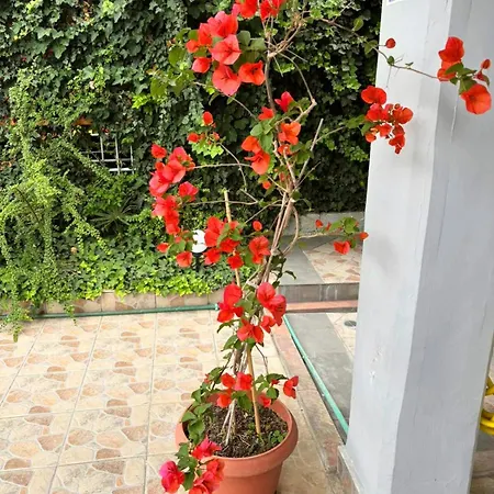 Nikol Olympiakí Aktí